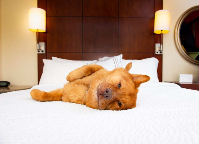 Hotels with the Best Puppy Perks: Staypineapple Hotels